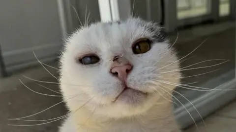 Mittens the cat looks at the camera. He is a black and white cat. His outer ears are missing and he has a small cat just above his nose. 