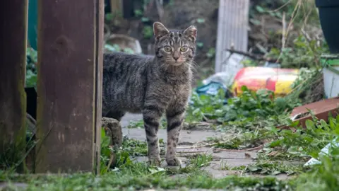 One of 16 feral cats stood behind a fence at the bottom of a garden path.