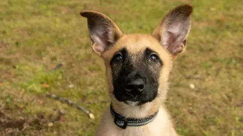 9-week-old Police pup in training, Jaeger, sat proudly on some grass facing the camera