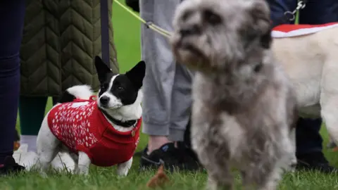 Three dogs of leads, the one on the left is wearing a Christmas jumper and there is one stood behind the on on the right. There are legs of owners. The grass is green. 
