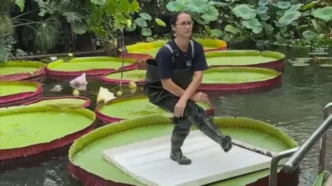 A person in waders balances on a white tray placed on top of a Victoria amazonica waterlily leaf which rests on water.